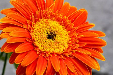 Gerbera çiçeği, kapat. 