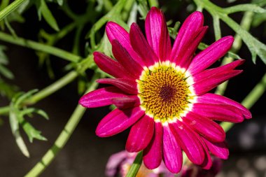 Gerbera çiçeği, kapat. 