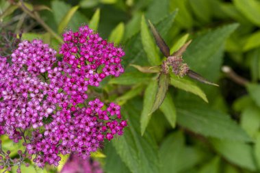 Bahçedeki pembe çiçekleri kapat.
