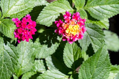 Bahçedeki pembe çiçekleri kapat.