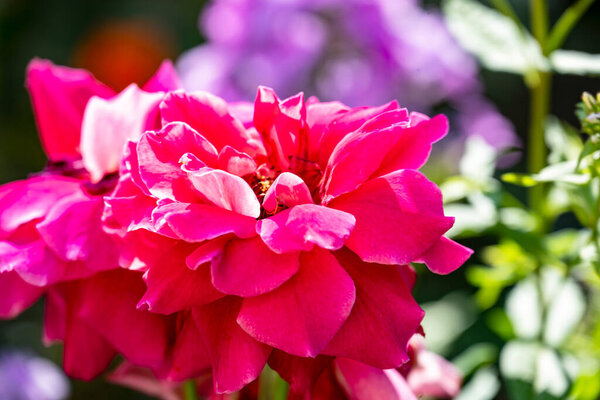 close up of a pink flowers in the garden