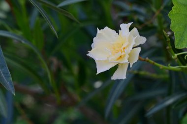 Bahçede açan güzel gül çiçeklerinin yakın plan görüntüsü 