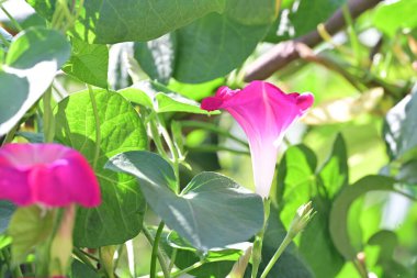 güzel pembe çiçek bahçesinde, yakın çekim