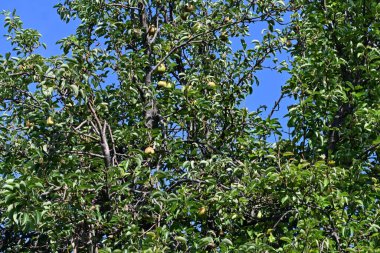 Mavi gökyüzü ve beyaz bulutlu yeşil elma ağacı