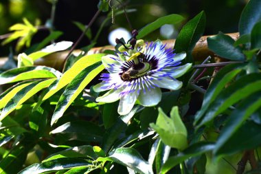 Bahçede mavi tutku çiçeği (Passiflora caerulea) 