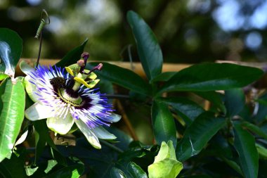 Bahçede mavi tutku çiçeği (Passiflora caerulea) 
