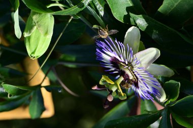 Bahçede mavi tutku çiçeği (Passiflora caerulea) 