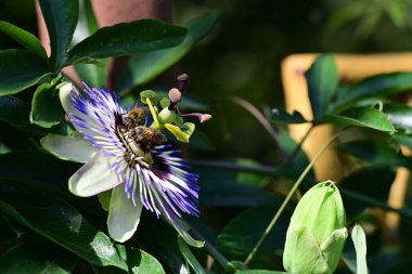Bahçede mavi tutku çiçeği (Passiflora caerulea) 