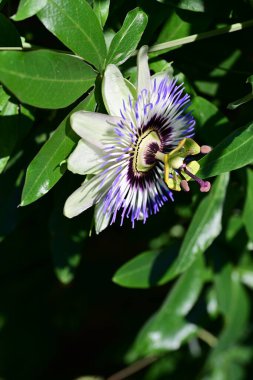 Bahçede mavi tutku çiçeği (Passiflora caerulea) 