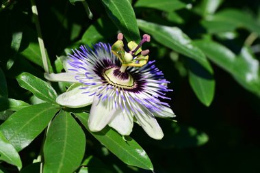Bahçede mavi tutku çiçeği (Passiflora caerulea) 
