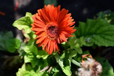 Gerbera çiçeği, kapat. 