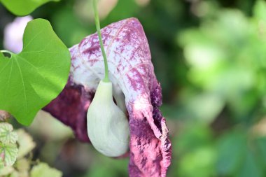 Aristolochia macrophylla in green garden clipart