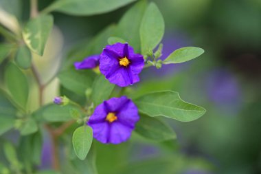 Lycianthes rantonnetii çiçekleri, kapatın 
