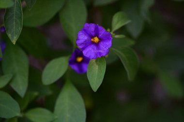 Lycianthes rantonnetii flowers, close up  clipart