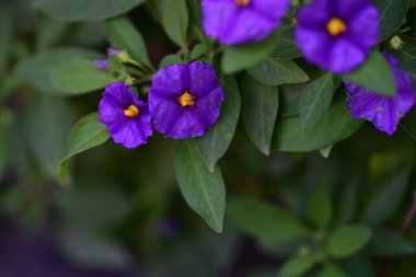 Lycianthes rantonnetii çiçekleri, kapatın 