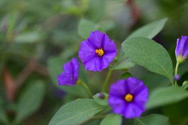 Lycianthes rantonnetii çiçekleri, kapatın 
