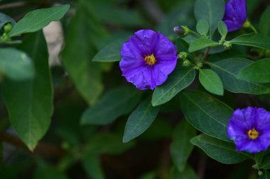 Lycianthes rantonnetii çiçekleri, kapatın 