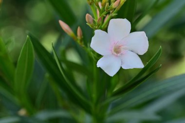 Bahçede büyüyen güzel çiçeğin yakın plan görüntüsü      