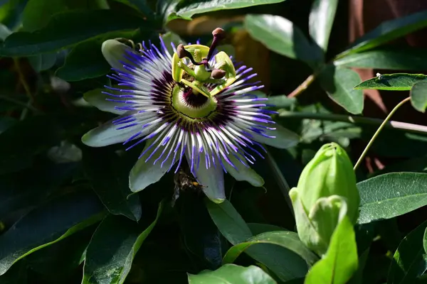 Bahçede mavi tutku çiçeği (Passiflora caerulea) 