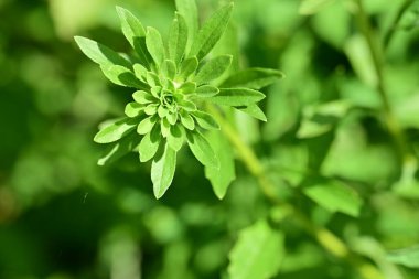 Gündüz vakti parktaki yeşil yaprakları kapatın.