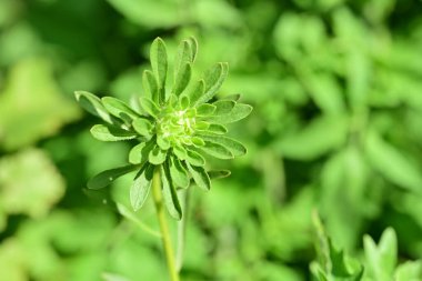 Gündüz vakti parktaki yeşil yaprakları kapatın.