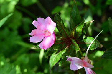 Güneşli yaz gününde bahçede büyüyen güzel çiçekler, yakın çekim.