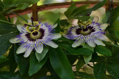 Güzel tutku çiçeğinin yakın görüntüsü 