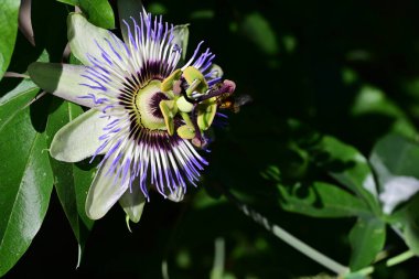 Güzel tutku çiçeğinin yakın görüntüsü 