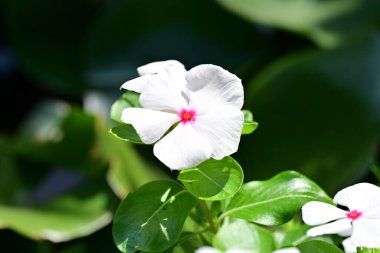 Güneşli yaz gününde bahçede büyüyen güzel çiçekler, yakın çekim.