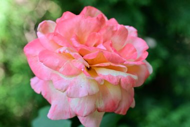 Gül çiçeğine yaklaş 