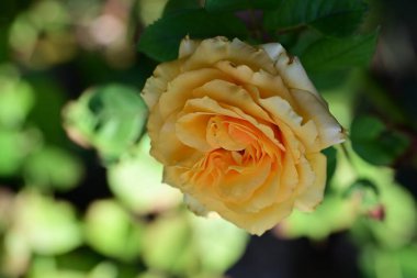 Gül çiçeğine yaklaş 