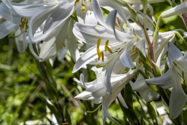 Güneşli yaz gününde bahçede büyüyen güzel çiçekler, yakın çekim.