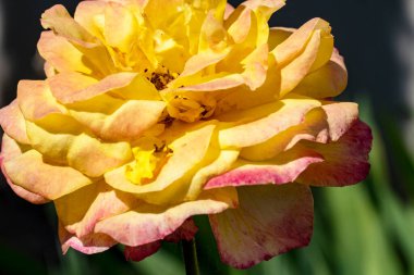 Güzel çiçek, çiçek konsepti...