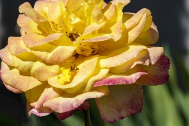 açık büyüyen sarı çiçekler yakın