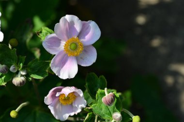 Anemone vitifolia bahçede 