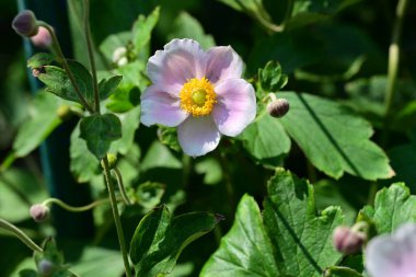 Anemone vitifolia bahçede 