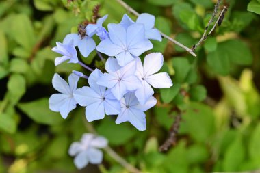 Güneşli yaz gününde bahçede büyüyen güzel çiçekler, yakın çekim.