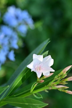 Anemone vitifolia in garden  clipart