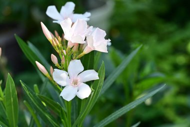Anemone vitifolia bahçede 