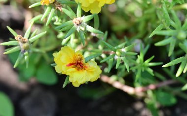 Güzel sarı çiçek bahçesinde yakın çekim