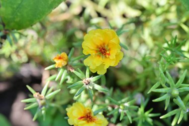 Güzel sarı çiçek bahçesinde yakın çekim