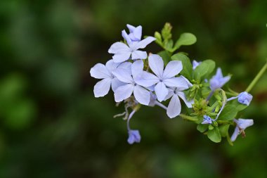 Güneşli yaz gününde bahçede büyüyen güzel çiçekler, yakın çekim.