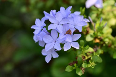 Güneşli yaz gününde bahçede büyüyen güzel çiçekler, yakın çekim.