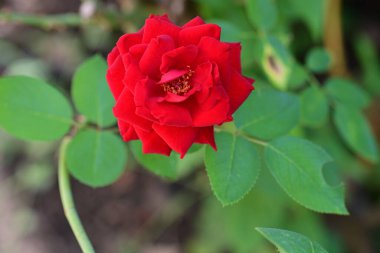 Bahçede açan güzel kırmızı gülün yakın görüntüsü. 