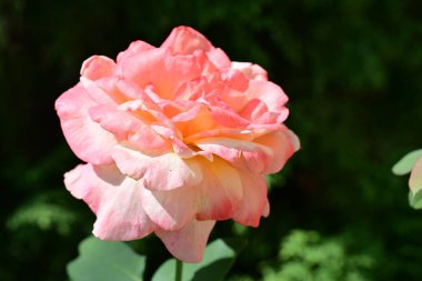 Bahçede açan güzel pembe gülün yakın plan görüntüsü. 