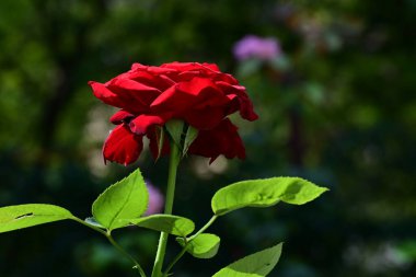 Bahçede açan güzel kırmızı gülün yakın görüntüsü. 