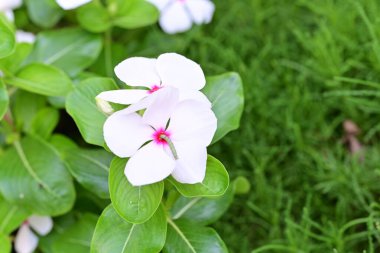 Bahçede açan güzel çiçeklerin yakın görüntüsü.          