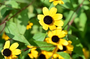 Rudbeckia Hirta L. Toto, Asteraceae ailesinin Siyah Gözlü Susan çiçekleri