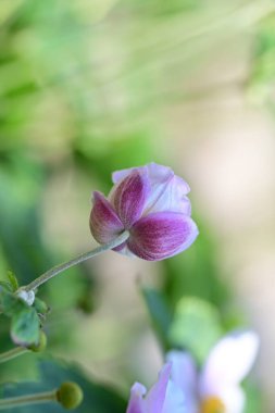 Anemone vitifolia in garden  clipart