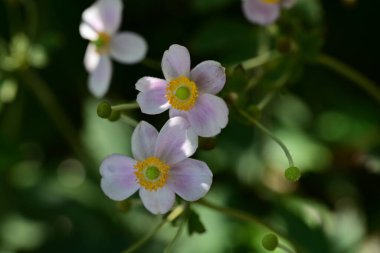 Anemone vitifolia in garden  clipart